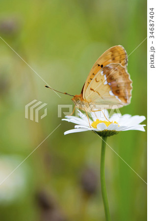 メスグロヒョウモン 34687404