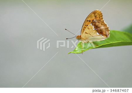 メスグロヒョウモン メスグロヒョウモン 34687407