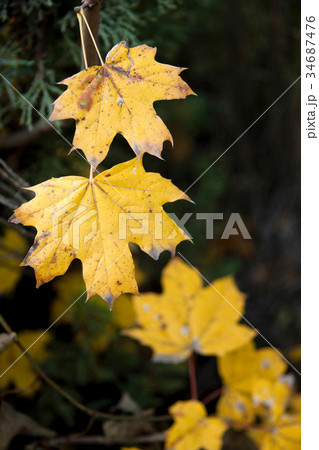 Dry yellow autumn leaves 34687476