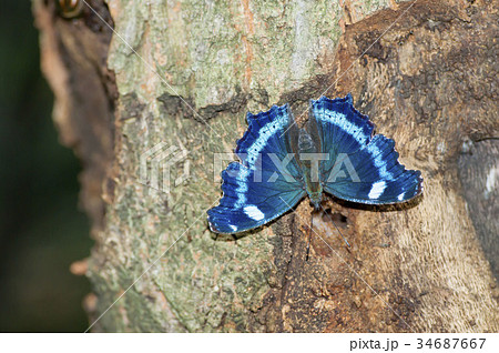 ルリタテハ 34687667
