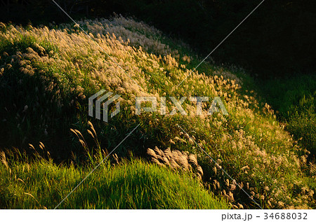 夕日に染まるススキ野原 34688032