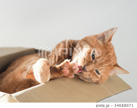ダンボール箱に入ってグルーミングをする猫 ダンボール箱に入ってグルーミングをする猫 34688071