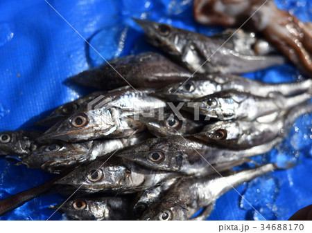 駿河湾で獲れた奇妙な深海魚 静岡県戸田漁港 駿河湾で獲れた奇妙な深海魚 静岡県戸田漁港 34688170