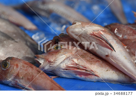 駿河湾で獲れた奇妙な深海魚 静岡県戸田漁港の写真素材