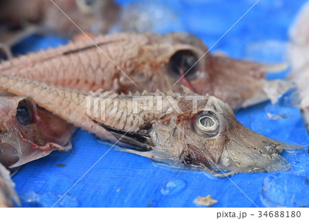 駿河湾で獲れた奇妙な深海魚 静岡県戸田漁港の写真素材