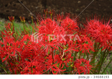 竹田市　9月　七ツ森古墳群　満開の彼岸花群生アップ 34688193