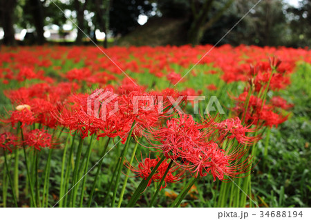 竹田市　9月の七ツ森古墳群　彼岸花群生 34688194