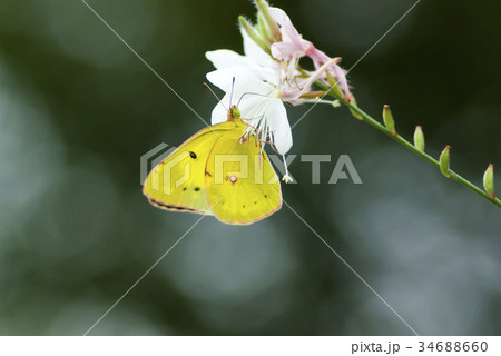 モンキチョウ 34688660