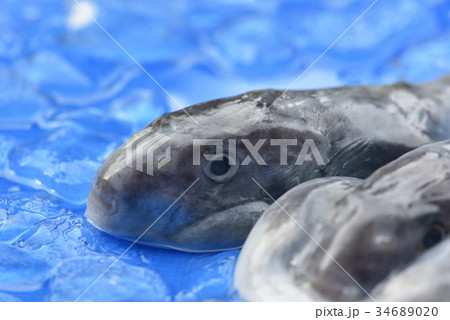 ヨリトフグ 駿河湾で獲れた奇妙な深海魚 静岡県戸田漁港の写真素材 3460