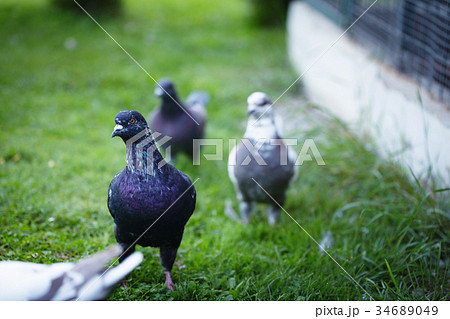 White and gray pigeons on the grass 34689049