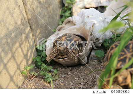 インドホシガメ インドホシガメ 34689306
