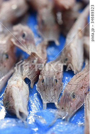 駿河湾で獲れた奇妙な深海魚 静岡県戸田漁港の写真素材