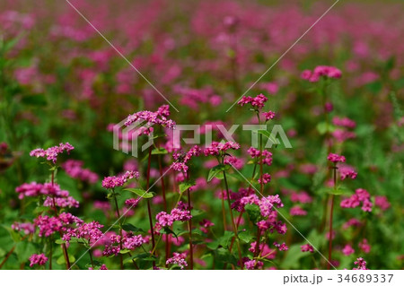 赤そばの花 赤そばの花 34689337