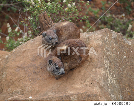 Hyrax 34689599