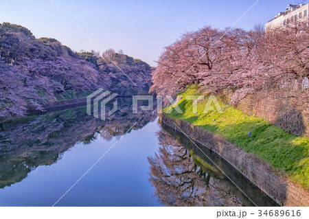 千鳥ヶ淵の春、桜まつり、ソメイヨシノ 千鳥ヶ淵の春、桜まつり、ソメイヨシノ 34689616