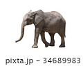 アフリカ象 34689983
