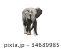 アフリカ象 34689985