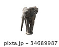 アフリカ象 34689987