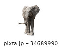 アフリカ象 34689990