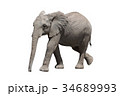 アフリカ象 34689993