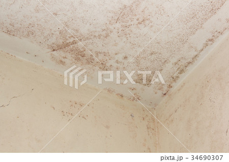 風呂の天井に生えたカビ 34690307