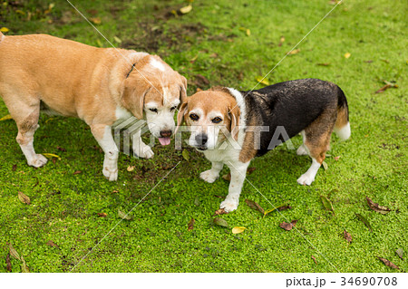2匹のビーグル犬の写真素材