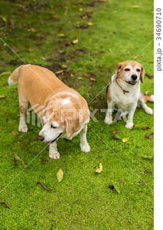 2匹のビーグル犬 34690710