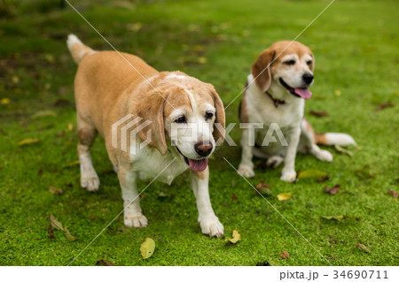 2匹のビーグル犬 2匹のビーグル犬 34690711