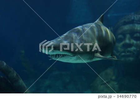 Sand Tiger Shark swimming in the aquarium tank. 34690770