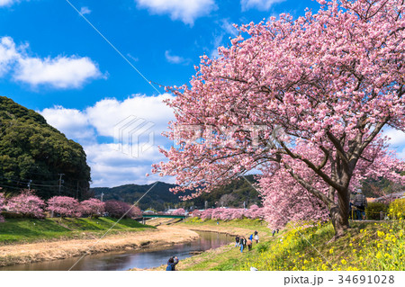 《静岡県》南伊豆町・満開の河津桜 34691028