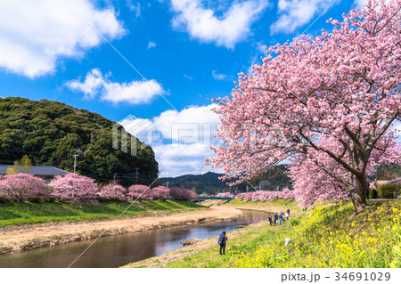 《静岡県》南伊豆町・満開の河津桜 《静岡県》南伊豆町・満開の河津桜 34691029