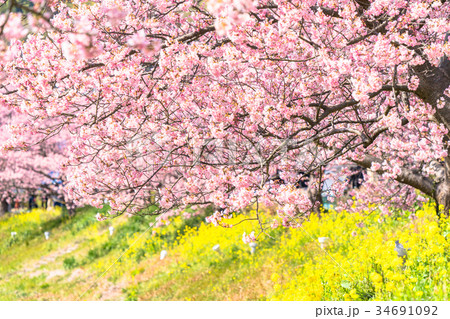 《静岡県》南伊豆町・満開の河津桜 《静岡県》南伊豆町・満開の河津桜 34691092