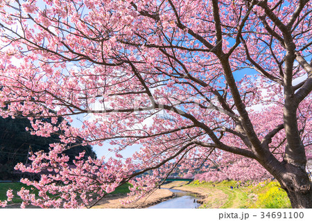 《静岡県》南伊豆町・満開の河津桜 《静岡県》南伊豆町・満開の河津桜 34691100