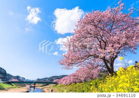 《静岡県》南伊豆町・満開の河津桜 34691110