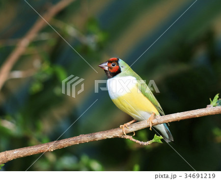 finches sitting on a branch in the forest finches sitting on a branch in the forest 34691219