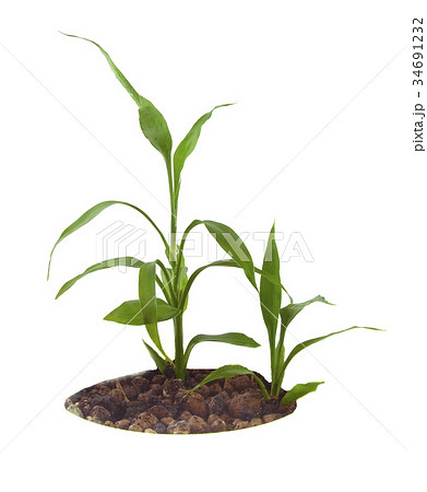 Young green sprout isolated over white background Young green sprout isolated over white background 34691232