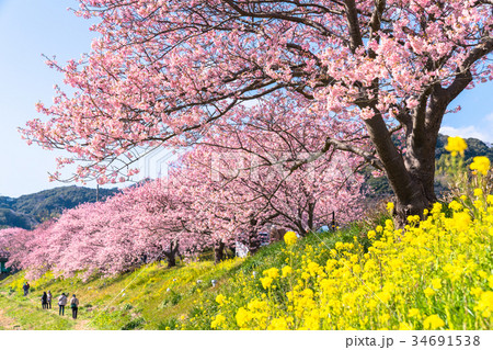 《静岡県》南伊豆町・満開の河津桜 《静岡県》南伊豆町・満開の河津桜 34691538