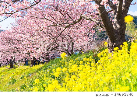 《静岡県》南伊豆町・満開の河津桜 《静岡県》南伊豆町・満開の河津桜 34691540