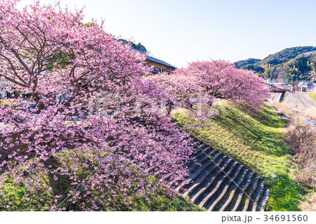 《静岡県》南伊豆町・満開の河津桜 34691560