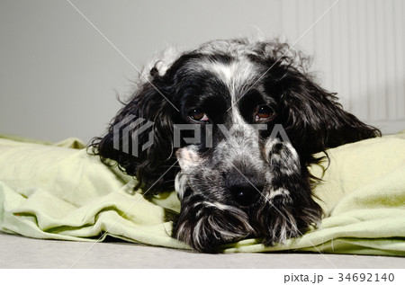 spaniel sad looking at the camera spaniel sad looking at the camera 34692140
