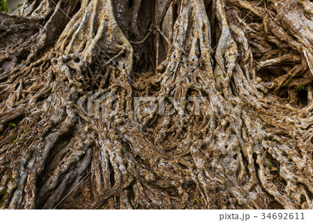 Big tree root Big tree root 34692611