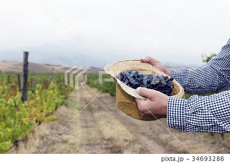Hands Vineyard Row Grape Straw Hat 34693286