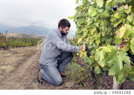 Harvesting Vineyard Grapes Man Mountain 34693288