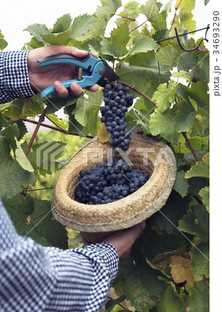 Hat Grapes Harvest Season Wine Secateurs 34693290