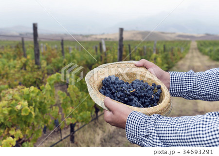 Horizontal Full Hat Grapes Hand Hold 34693291