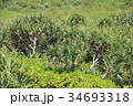 アダン(南方系の植物) 34693318