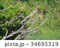 木の枝 34693319