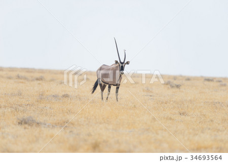 Oryx standing in the african savannah 34693564