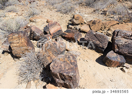 Petrified and mineralized forest 34693565