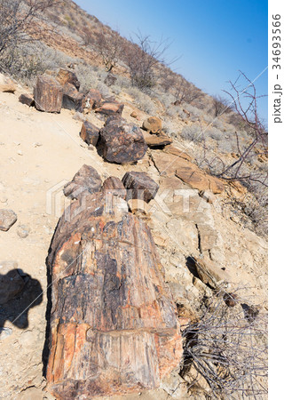 Petrified and mineralized forest 34693566